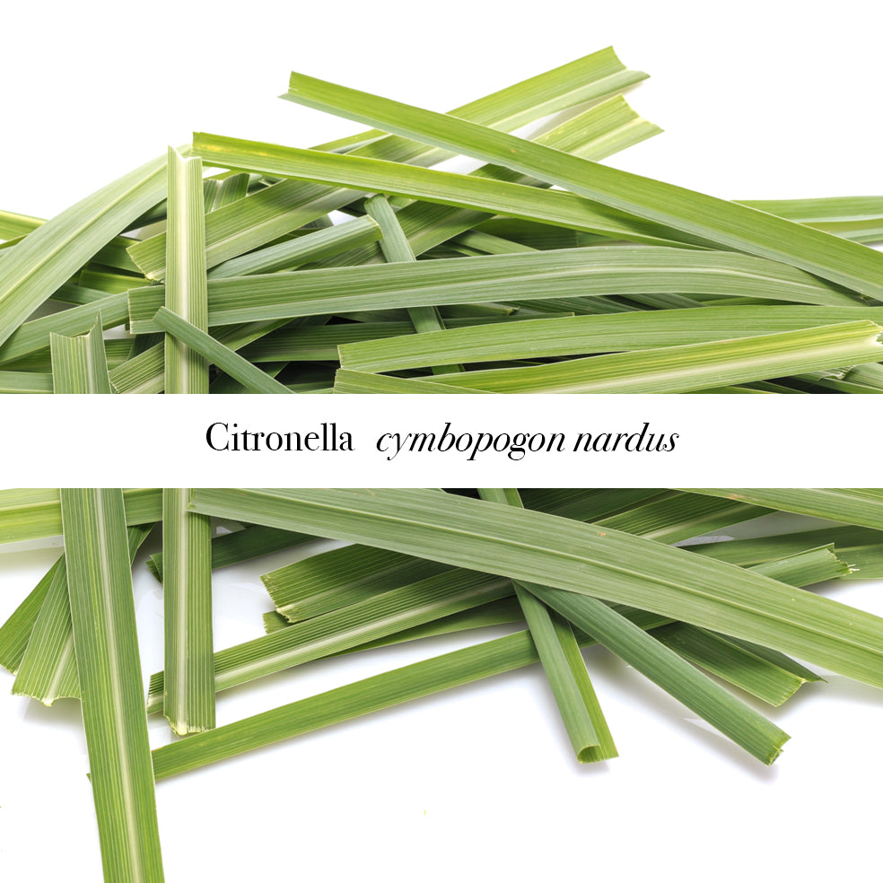 Citronella grass on a white background with a label over the top Citronella cymbopogon nardus