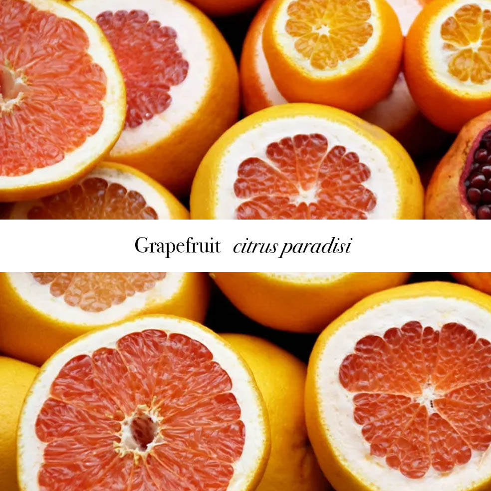 Zesty Grapefruit Castile Soap with Organic Oils
