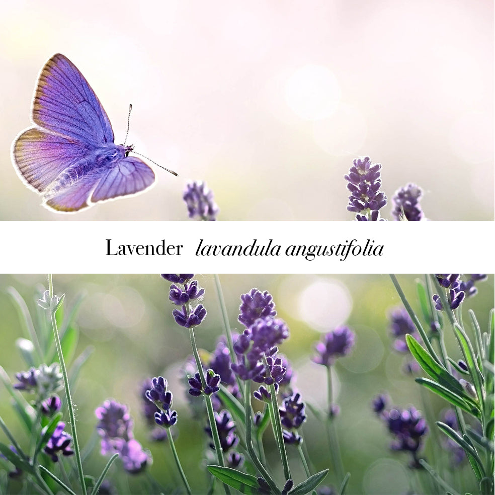Lavender Pillow Mist (spray), 100ml - Soothe Sleep with Aromatherapy