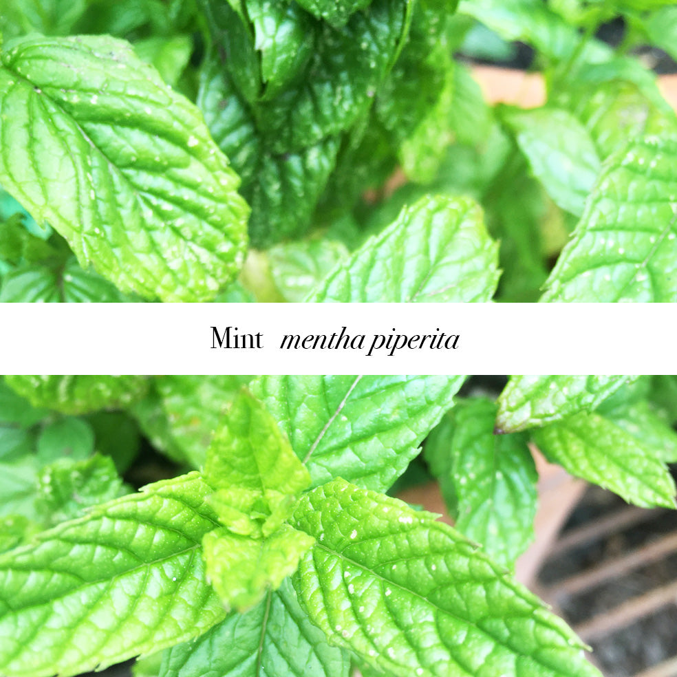 Refreshing Mentha Castile Soap with Organic Oils