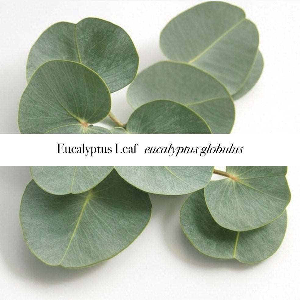Eucalyptus & Lemon Room Mist (spray), 100ml - Revitalize Your Space